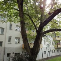 Verkaufte Eigentumswohnung 2 Zimmer, Küche, Bad in Mannheim-Lindenhof
